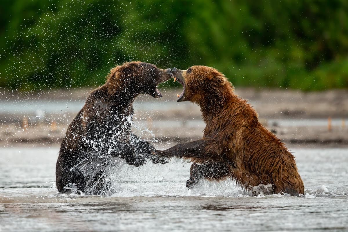 Brown bears sparring in the shallows