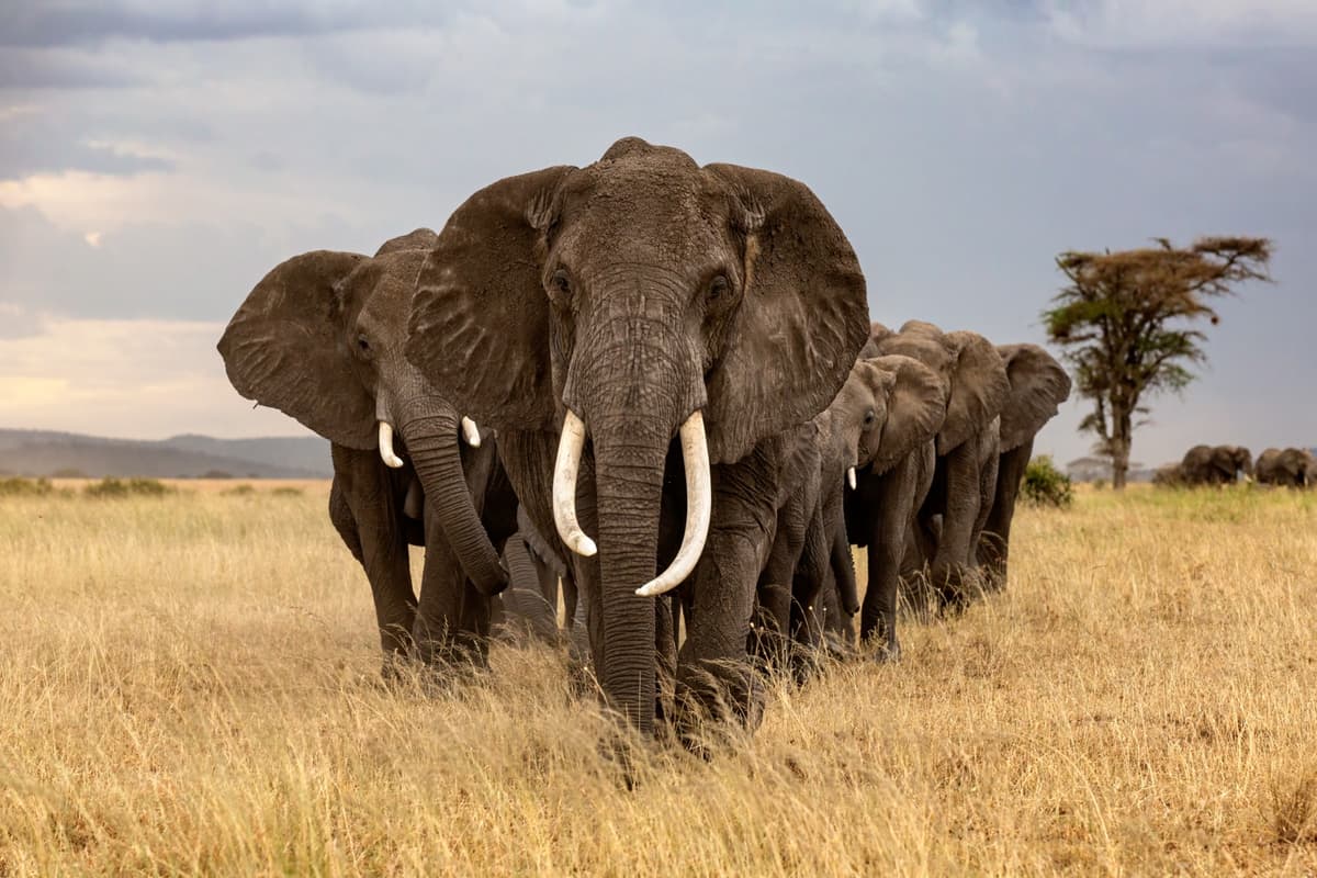 Elephant herd on the move, Maasai Mara
