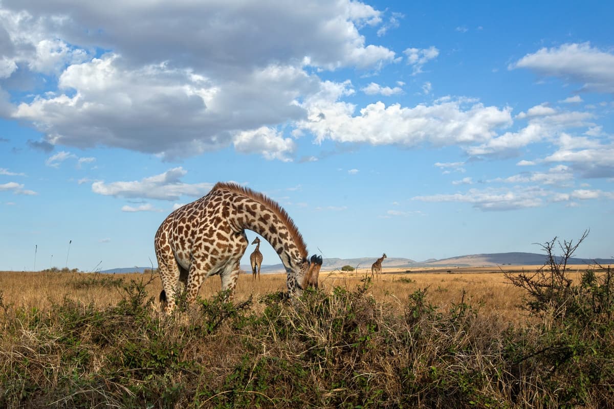 Giraffe browsing with calves nearby