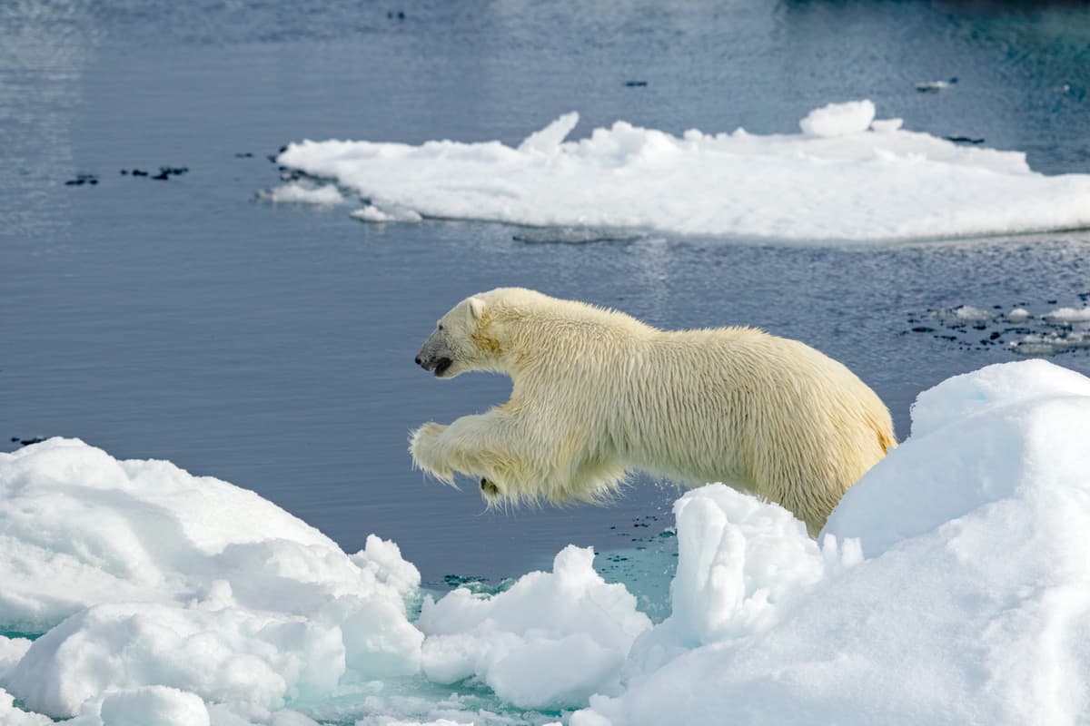 Polar bear leaping between ice floes