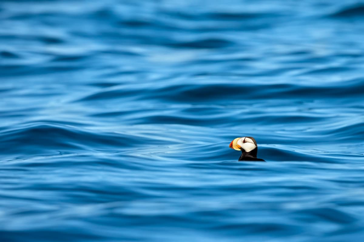 Puffin resting on open water