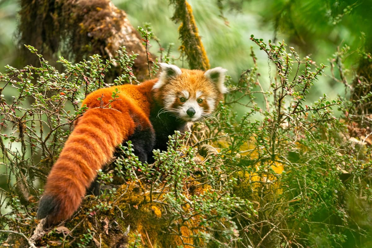 Red panda in the eastern Himalaya