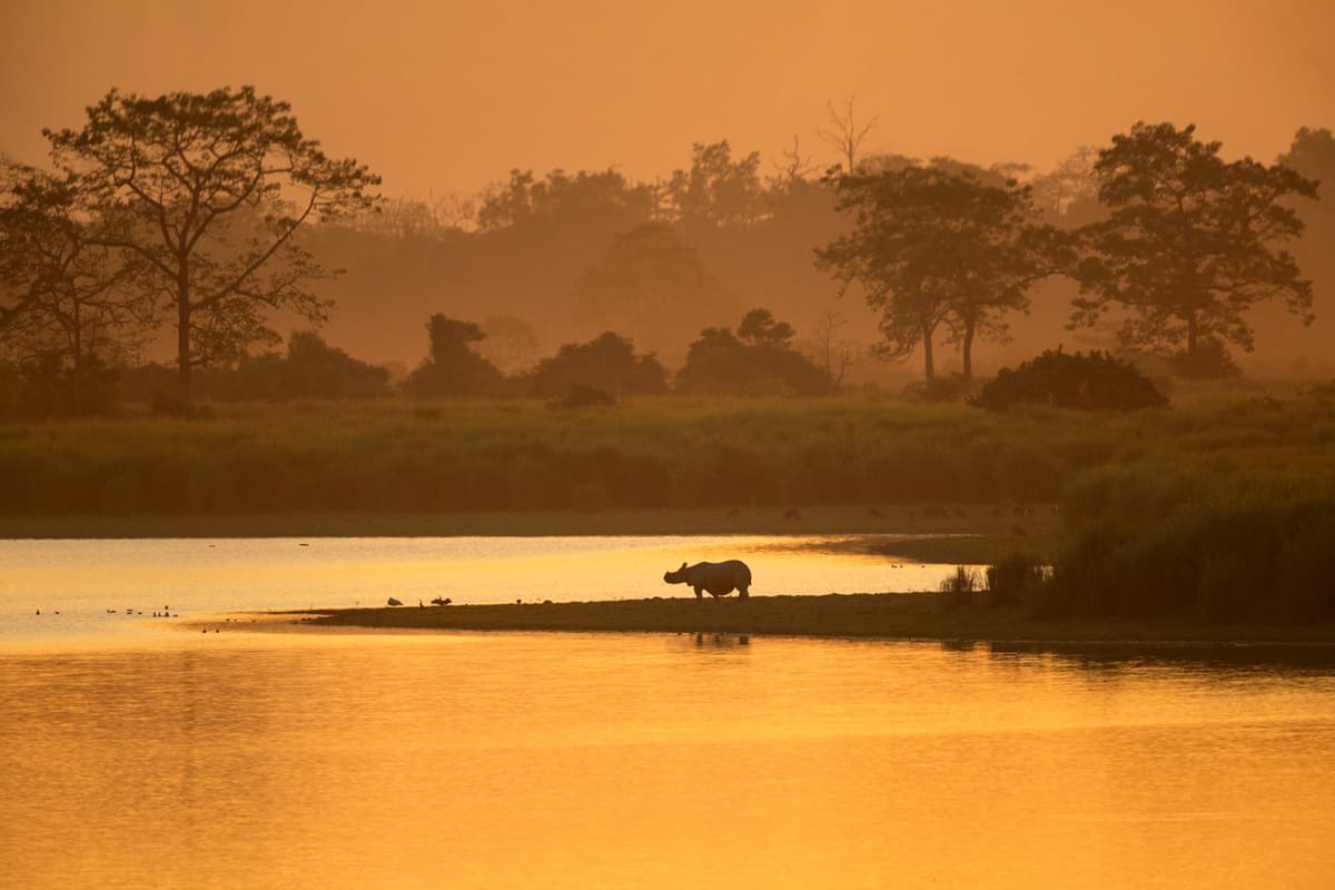 Rhino at the waterhole, golden hour