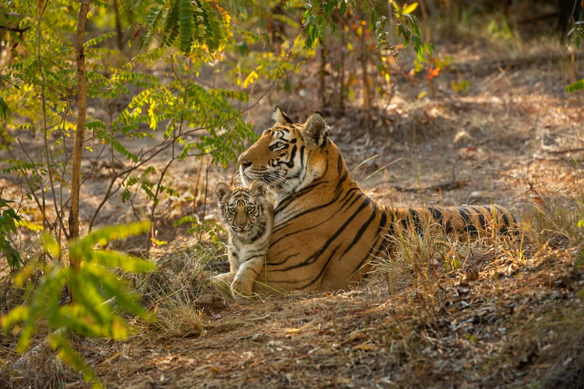 Bengal tigress and her cub, Bandhavgarh