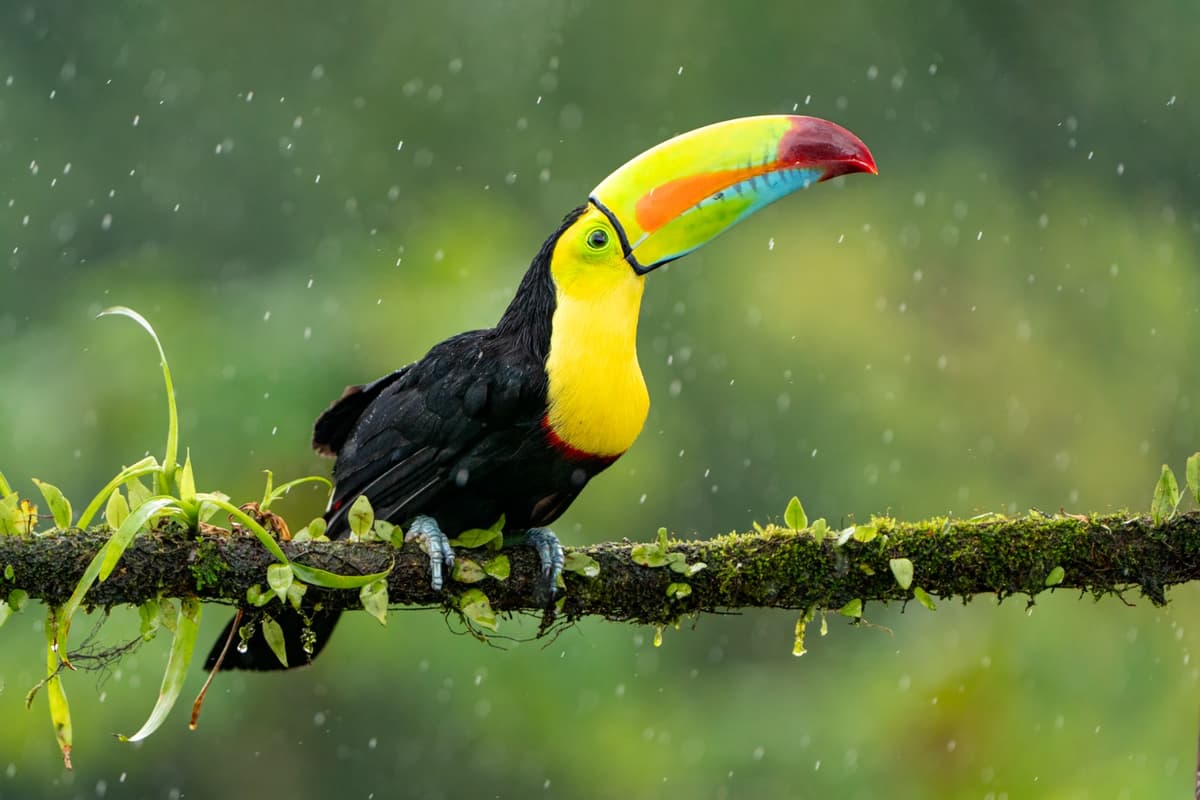 Keel-billed toucan in the rain